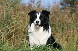 BORDER COLLIE 1365